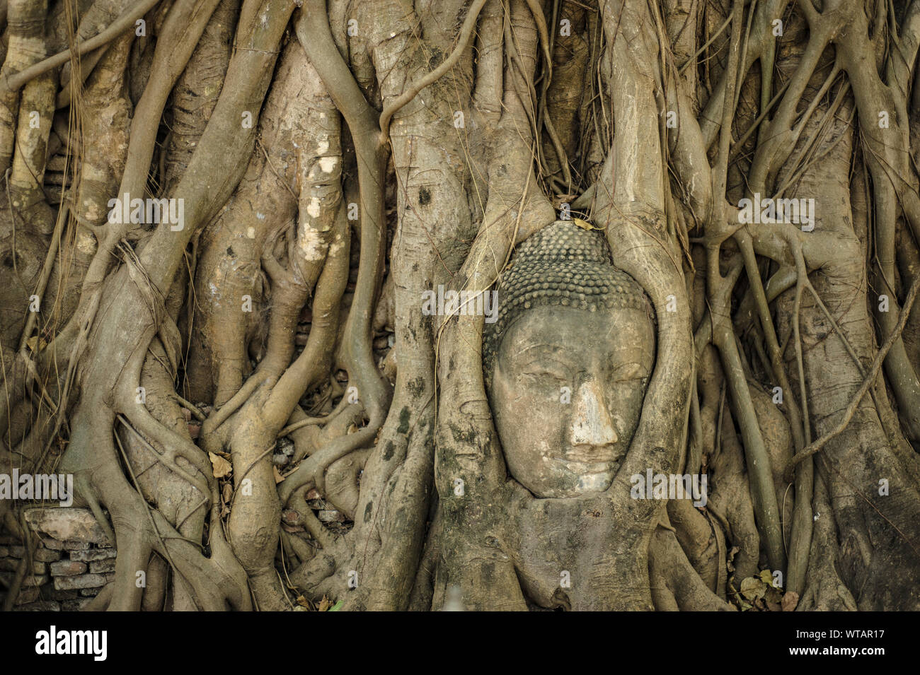 Buddha Kopf in einem Banyan Tree eingebettet im Wat Mahathat Stockfoto