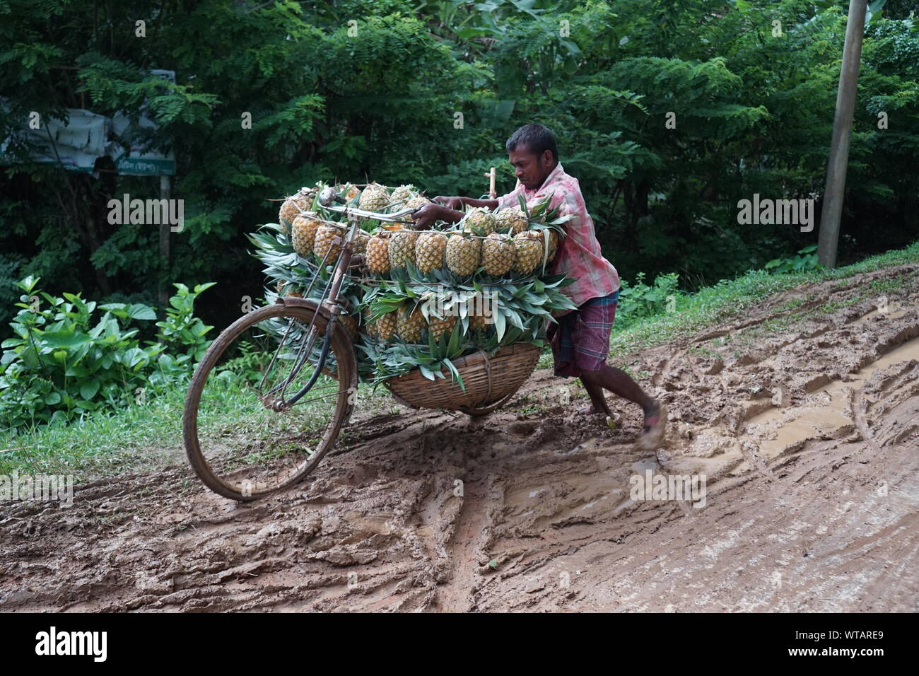 Ananas in modhupur Stockfoto