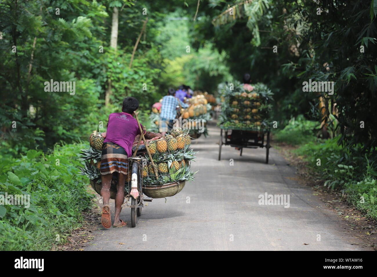 Ananas in modhupur Stockfoto