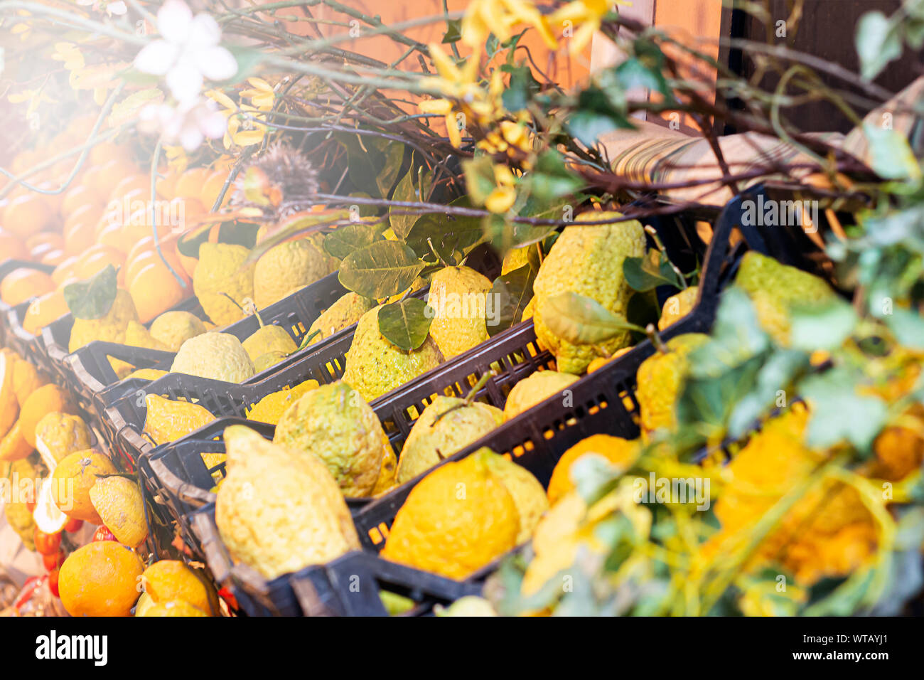 Gruppe der Sizilianischen Zitrusfrüchte. Orangen, Zitronen für den Verkauf in Kunststoffbehältern. Sommer Saison Stockfoto