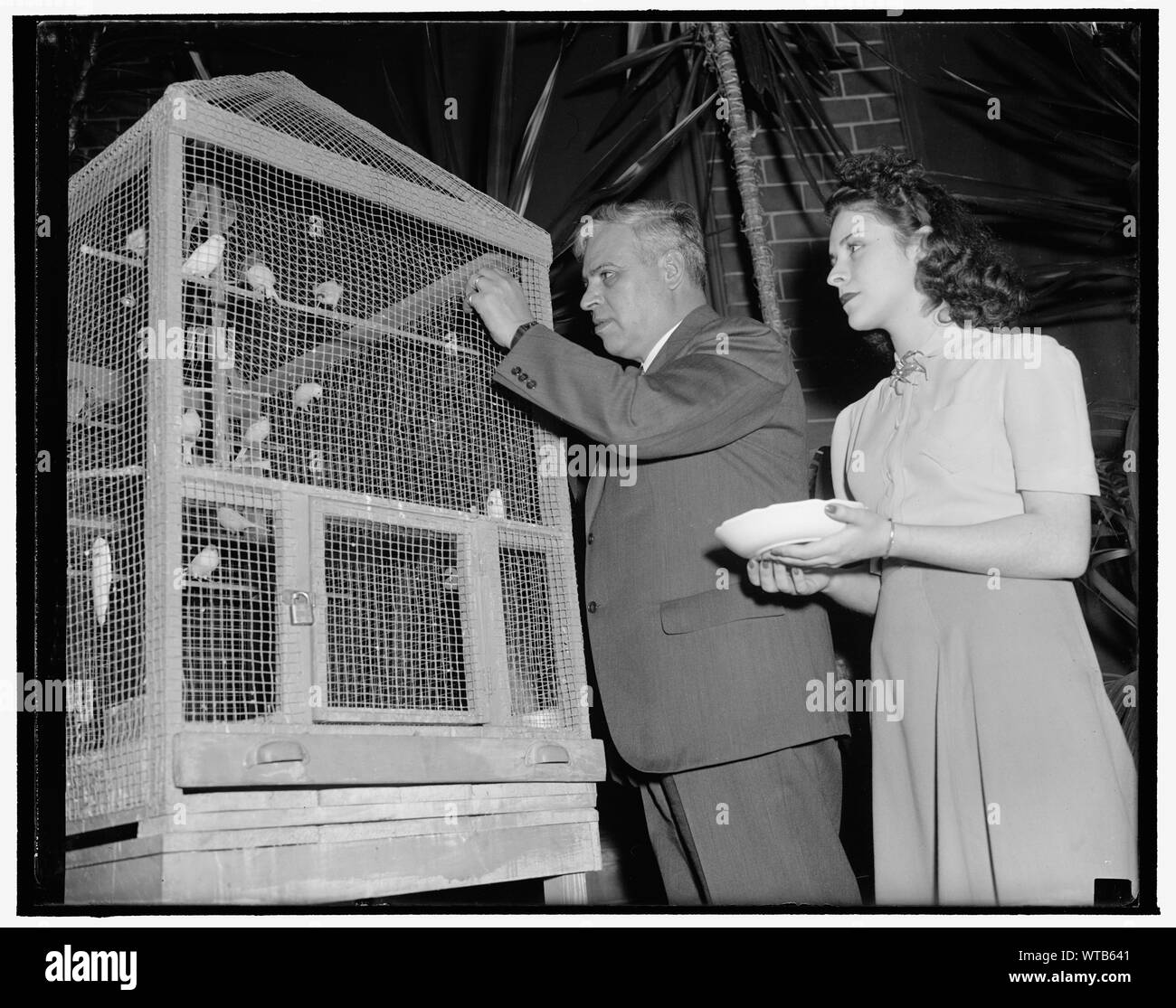 Mexikanische Botschafter einer kanarischen Maniac. Washington, D.C., November 24. Die Mexikanische Botschaft ähnelt einem Vogel store Diese Tage jetzt, dass Botschafter Senor Dr. Don Francisco Castillo Najera ist für die Zucht der Kanaren in einem großen Weg gegangen. Hier sehen wir die Botschafter besuchen ein Paar seiner gefiederten Freunde mit seiner Tochter, Ermita Stockfoto