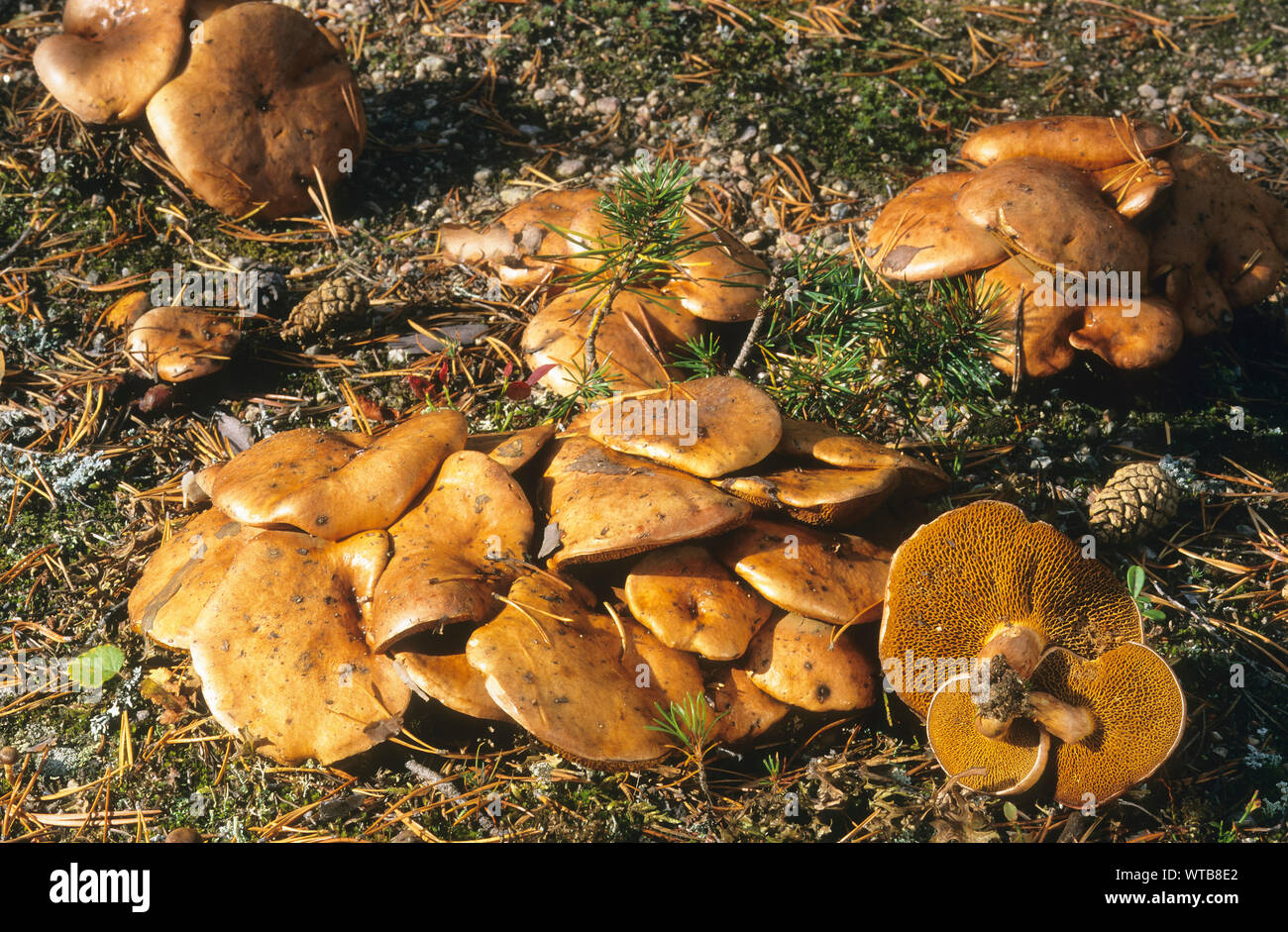 Kuh-Röhrling, Kuhröhrling, Kuhpilz, Suillus bovinus, Jersey Kuh Pilz, bolet des bouviers Stockfoto