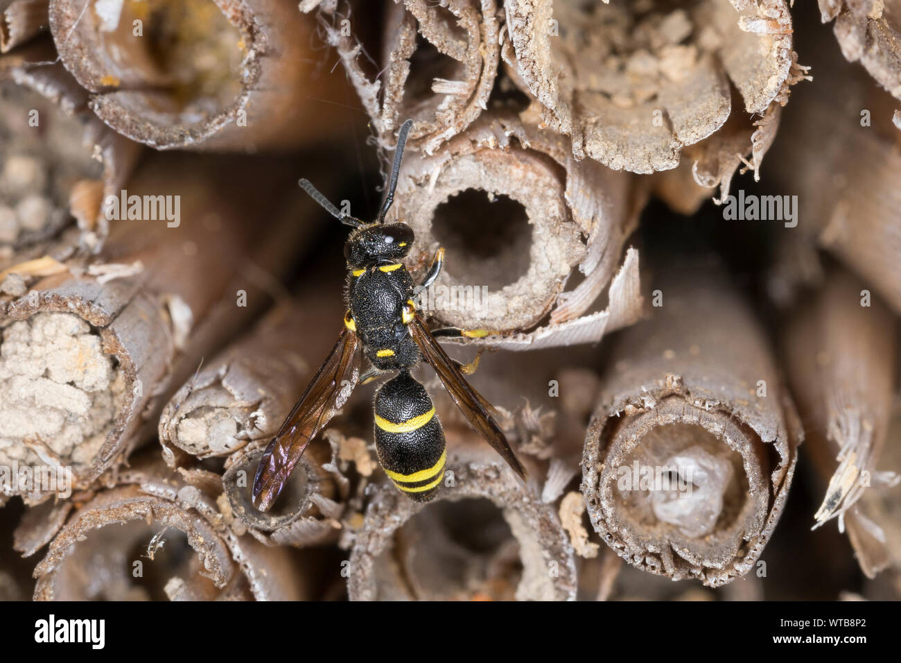 Lehmwespe, einem hohlen Schilfhalmen eine einer Insekten-Nisthilfe, Ancistrocerus trifasciatus, Ancistrocerus trimarginatus, Potter Wasp, Wasp, Mason Solit Stockfoto