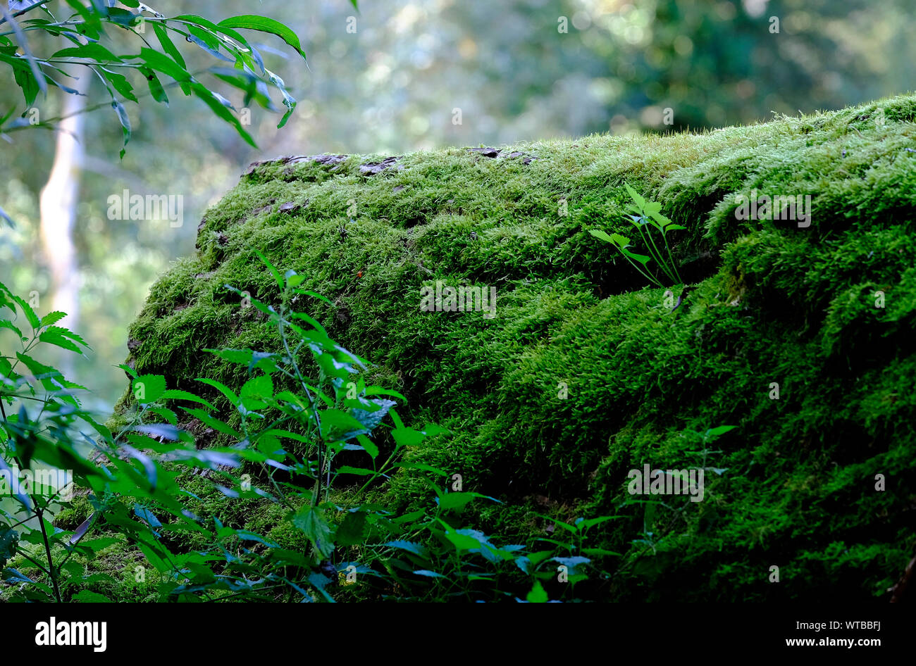 Moos wächst auf alten gefallenen Baumstamm in Waldgebiet, Norfolk, England Stockfoto