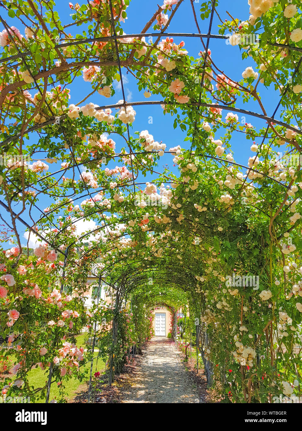 Natürlichen Tunnel mit rose Blumen und Zweige in strahlend blauen Himmel im Frühjahr Saison erstellt. Stockfoto