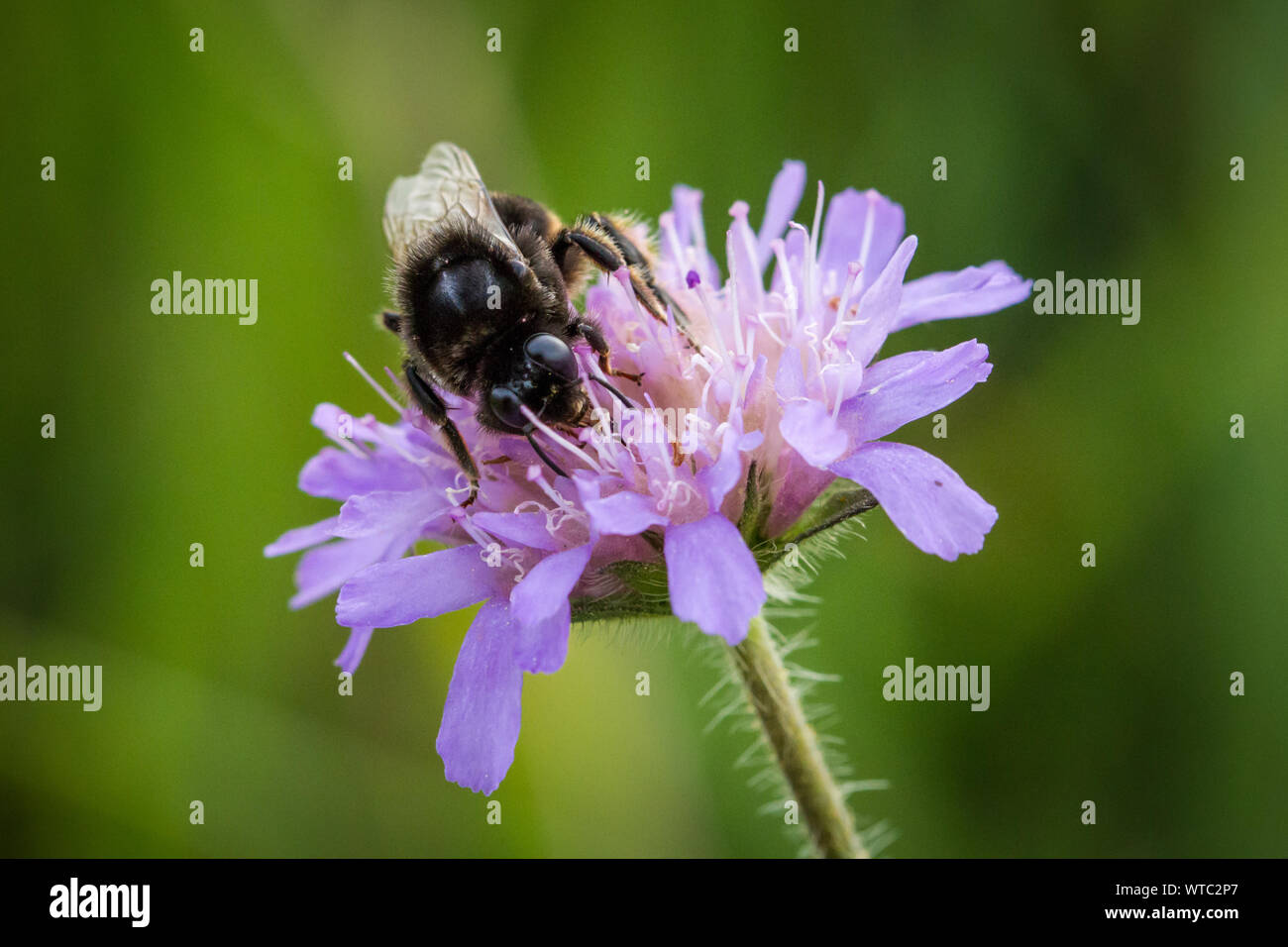 Hummel (BOMBUS) Ernährung auf Lila Blume Stockfoto