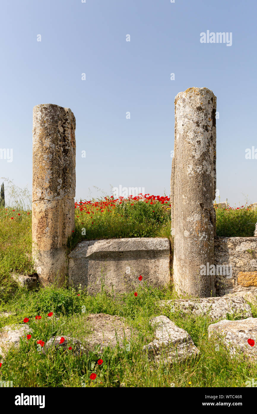 Alten Spalten und an sich selbst gewachsen Welpen Blumen in agora Bereich Hierapolis Pamukkale Türkei Stockfoto