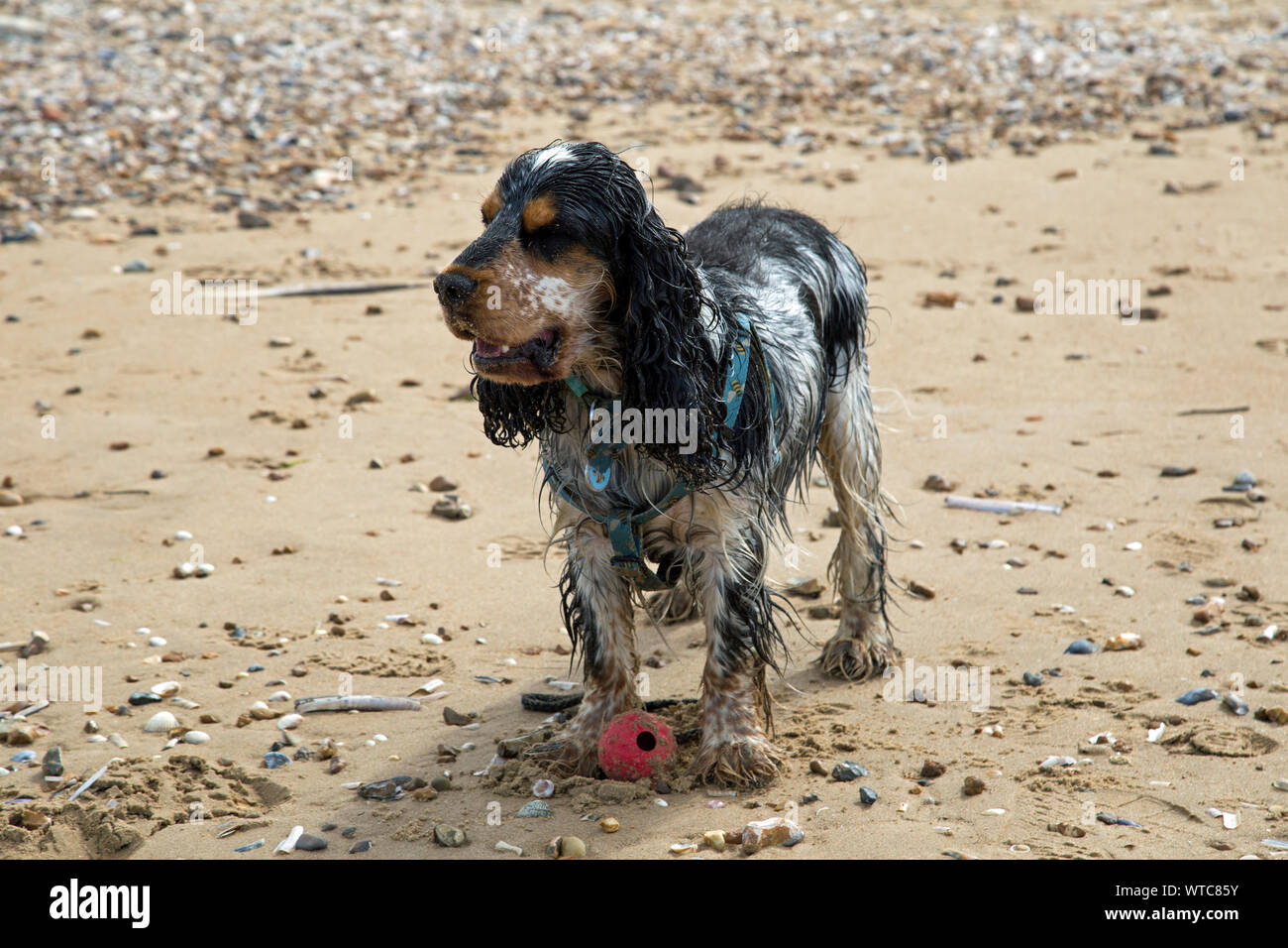 Schöne tricolor Cocker Spaniel spielt auf einem Sandstrand Stockfoto