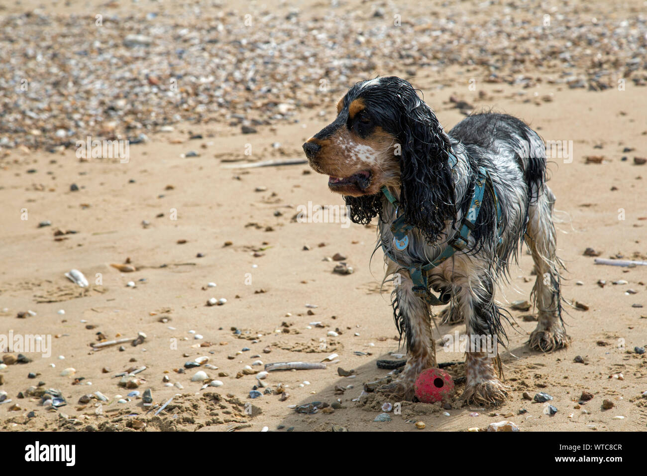 Schöne tricolor Cocker Spaniel spielt auf einem Sandstrand Stockfoto