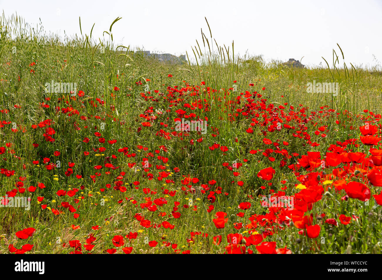 Welpen Blumen über die alten Ruinen der Agora Wände in hierapolis Pamukkale Stockfoto