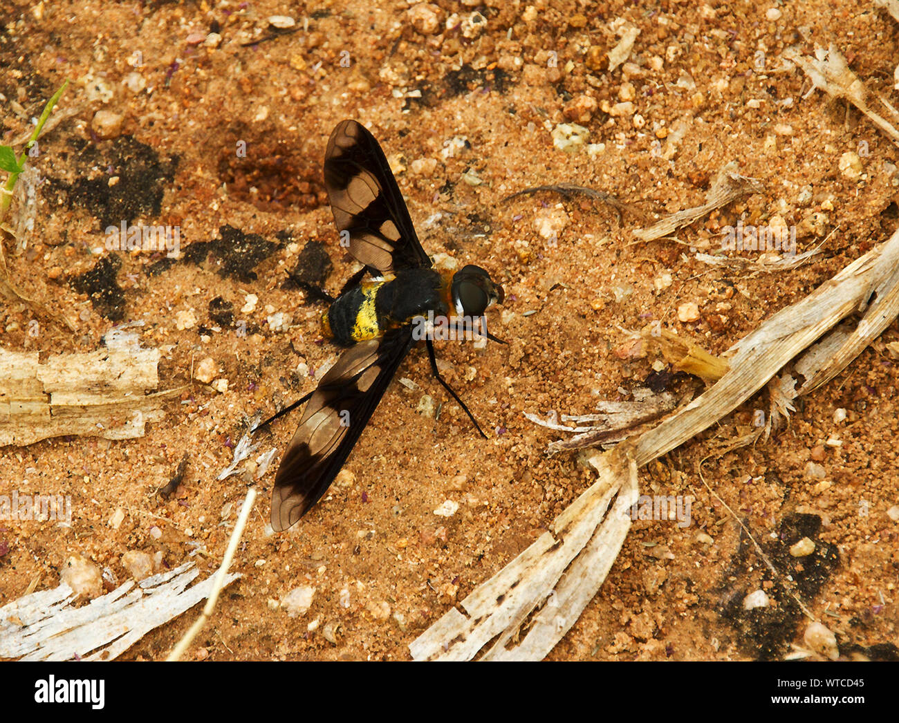 Der gebänderte Biene-fly ist einer der größten der eine sehr große Familie von fast 1000 Arten. Sie sind aktiv in der Hitze des Tages auf der Suche nach Pollen Stockfoto