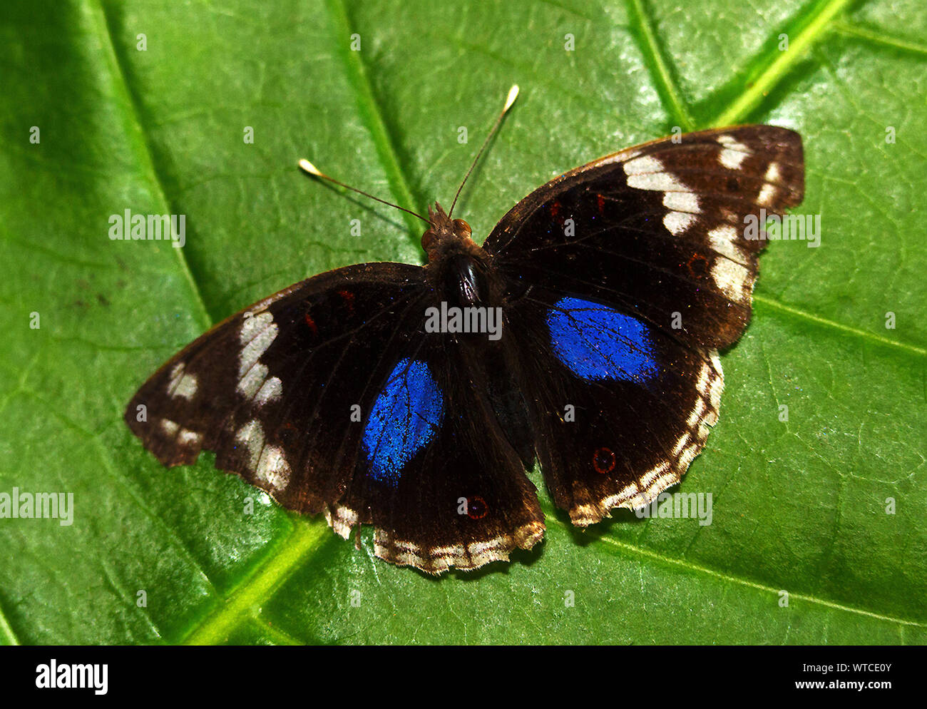 Die blauen Stiefmütterchen ist eine gemeinsame mittlere Schmetterling des Bushveld, die oft sich auf offenem Gelände. Wenn ihre Flügel sind geschlossen gehalten, die camoflauge I Stockfoto
