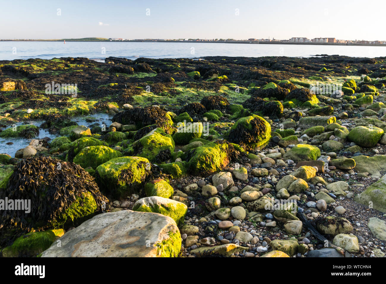 Algen bedeckten Strand Felsen am Heugh, Hartlepool Stockfoto