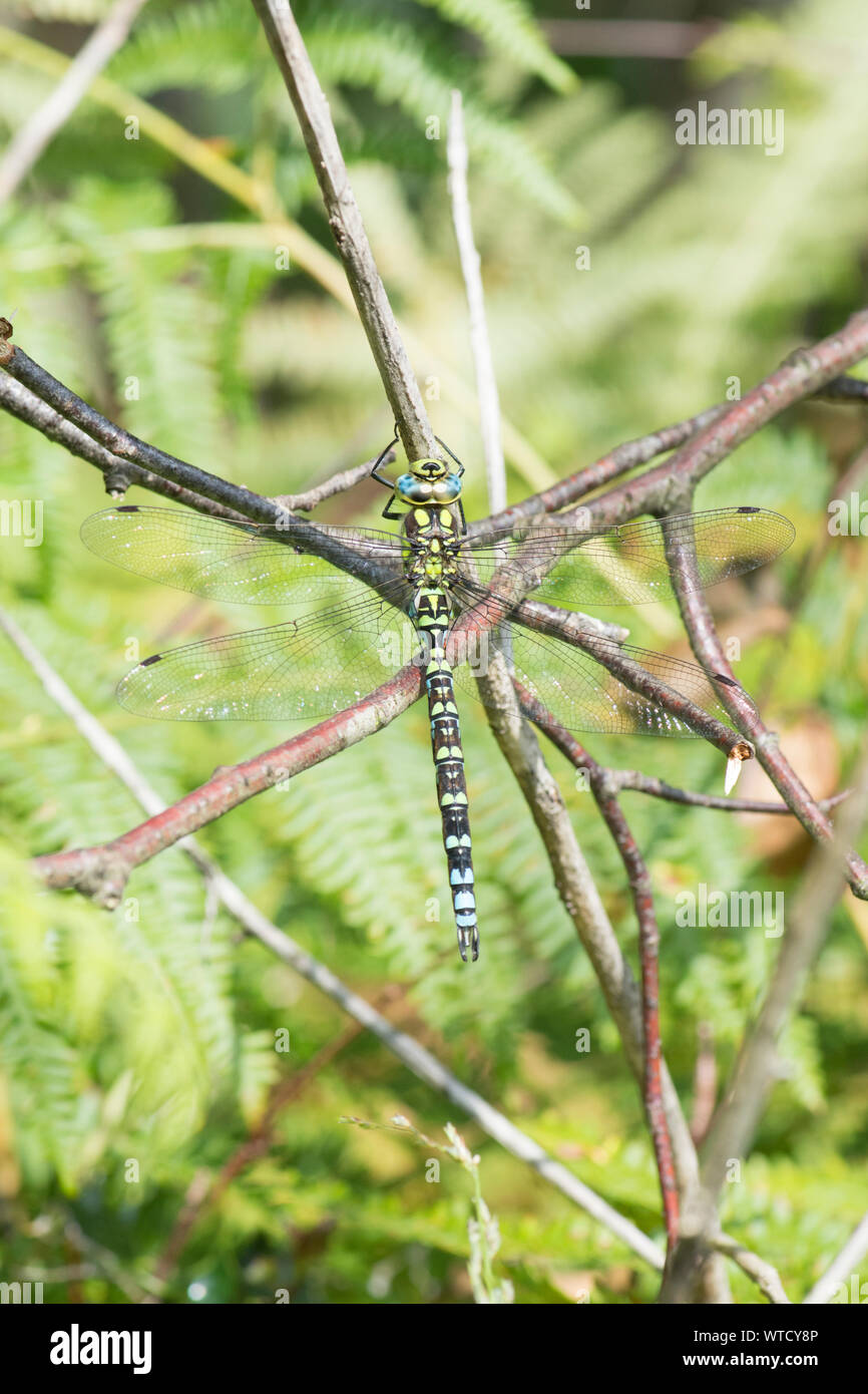 Southern Hawker Libelle auf einem Zweig, männlich, Aeshna cyanea, Sussex, UK, August Stockfoto