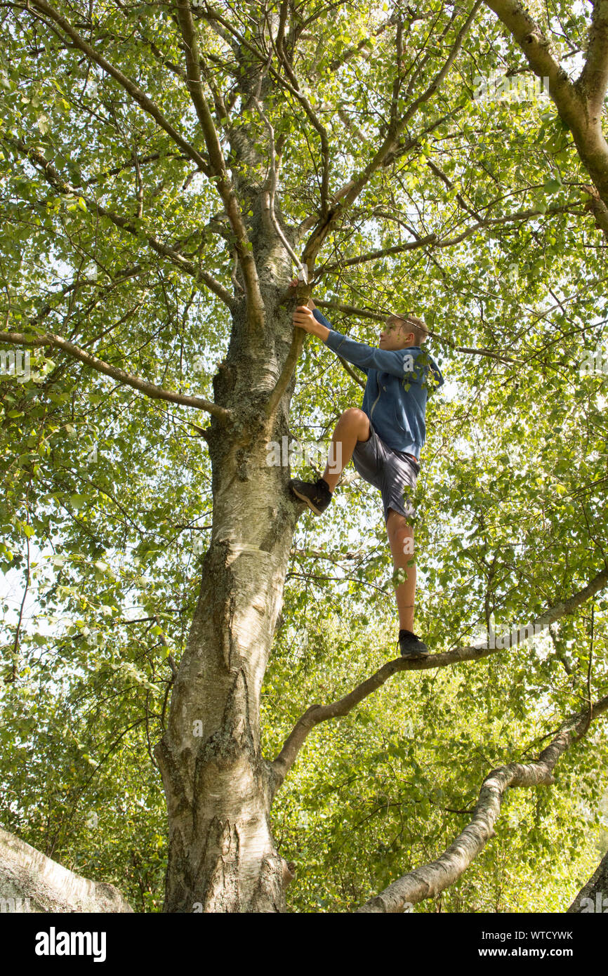 Teenager auf einen Baum, in dessen Ästen Stockfoto