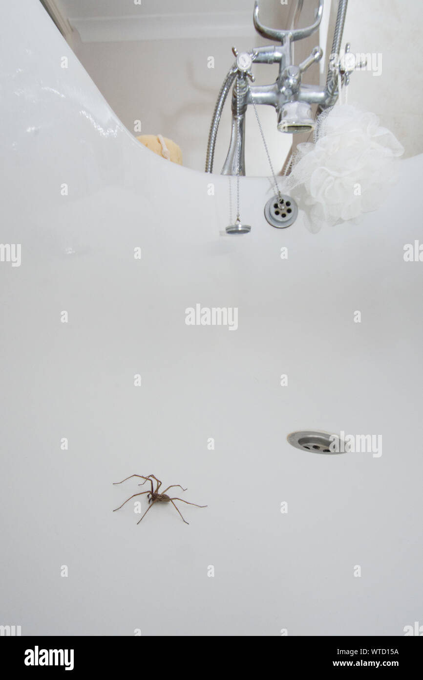 Riesige Haus Spinne im Bad nächstes Loch zu stopfen, Eratigena atrica Stockfoto Riesige Haus Spinne im Bad nächstes Loch zu stopfen, Eratigena atrica Stockfoto
