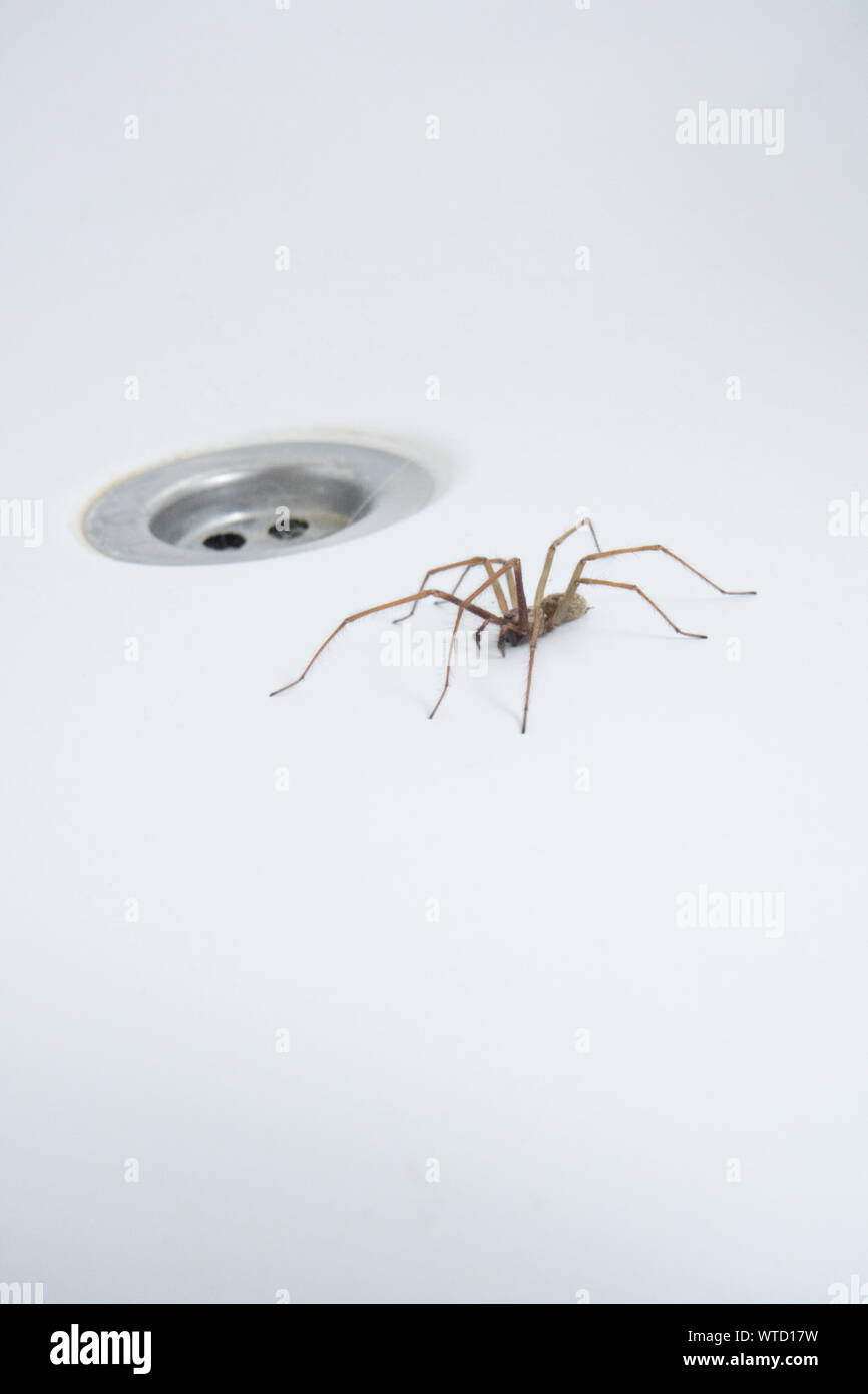 Riesige Haus Spinne in der Badewanne, im nächsten Loch zu stopfen, Eratigena atrica Stockfoto