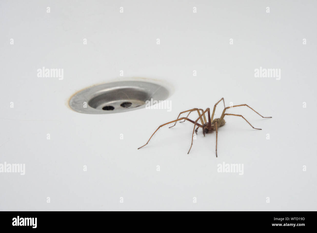 Riesige Haus Spinne in der Badewanne, im nächsten Loch zu stopfen, Eratigena atrica Stockfoto