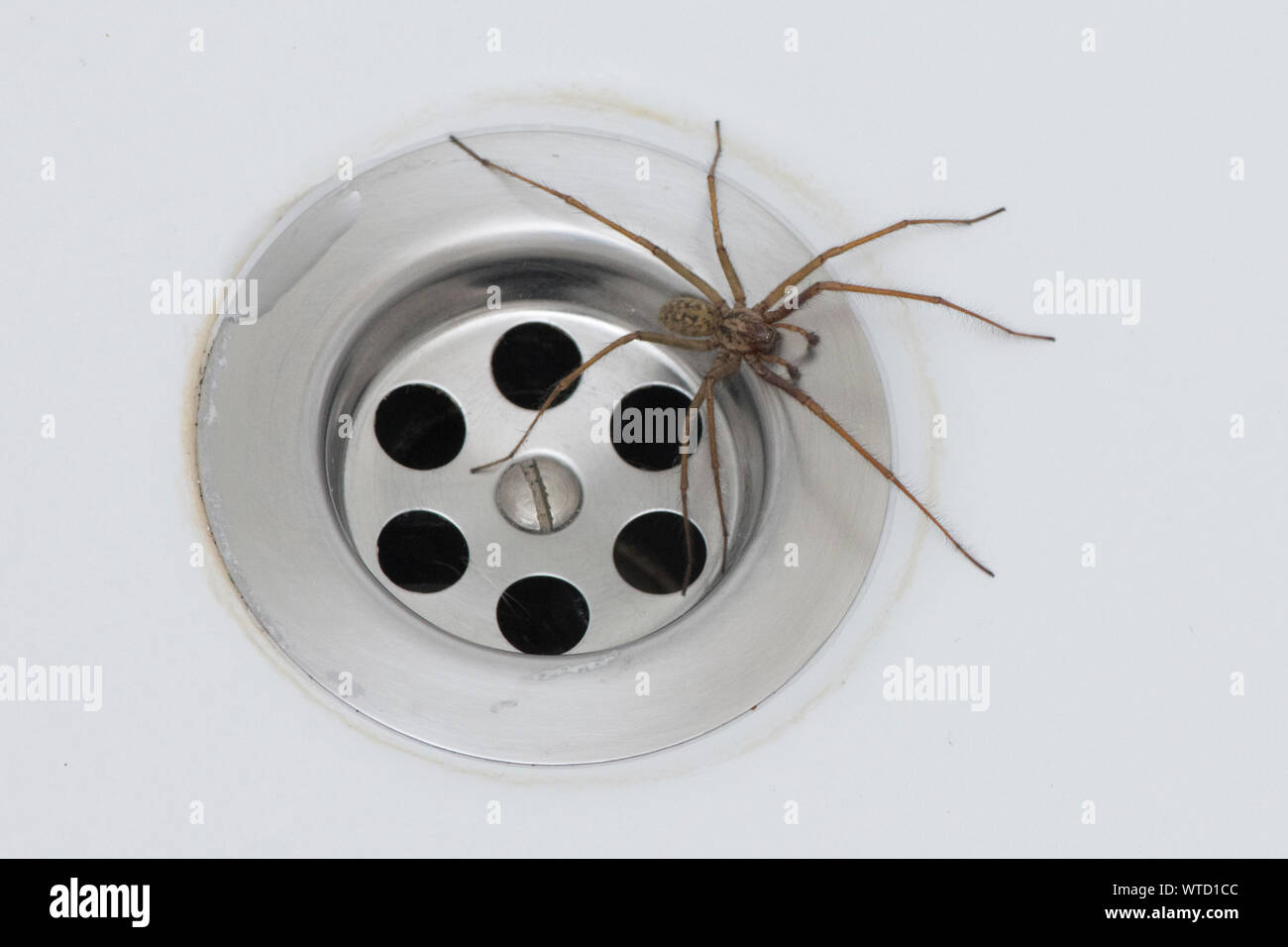 Riesige Haus Spinne in der Badewanne, im nächsten Loch zu stopfen, Eratigena atrica Stockfoto