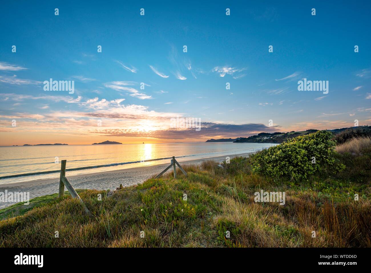 Waipu bewachsene Dünen am Strand bei Sonnenaufgang, waipu Cove, Northland, North Island, Neuseeland Stockfoto