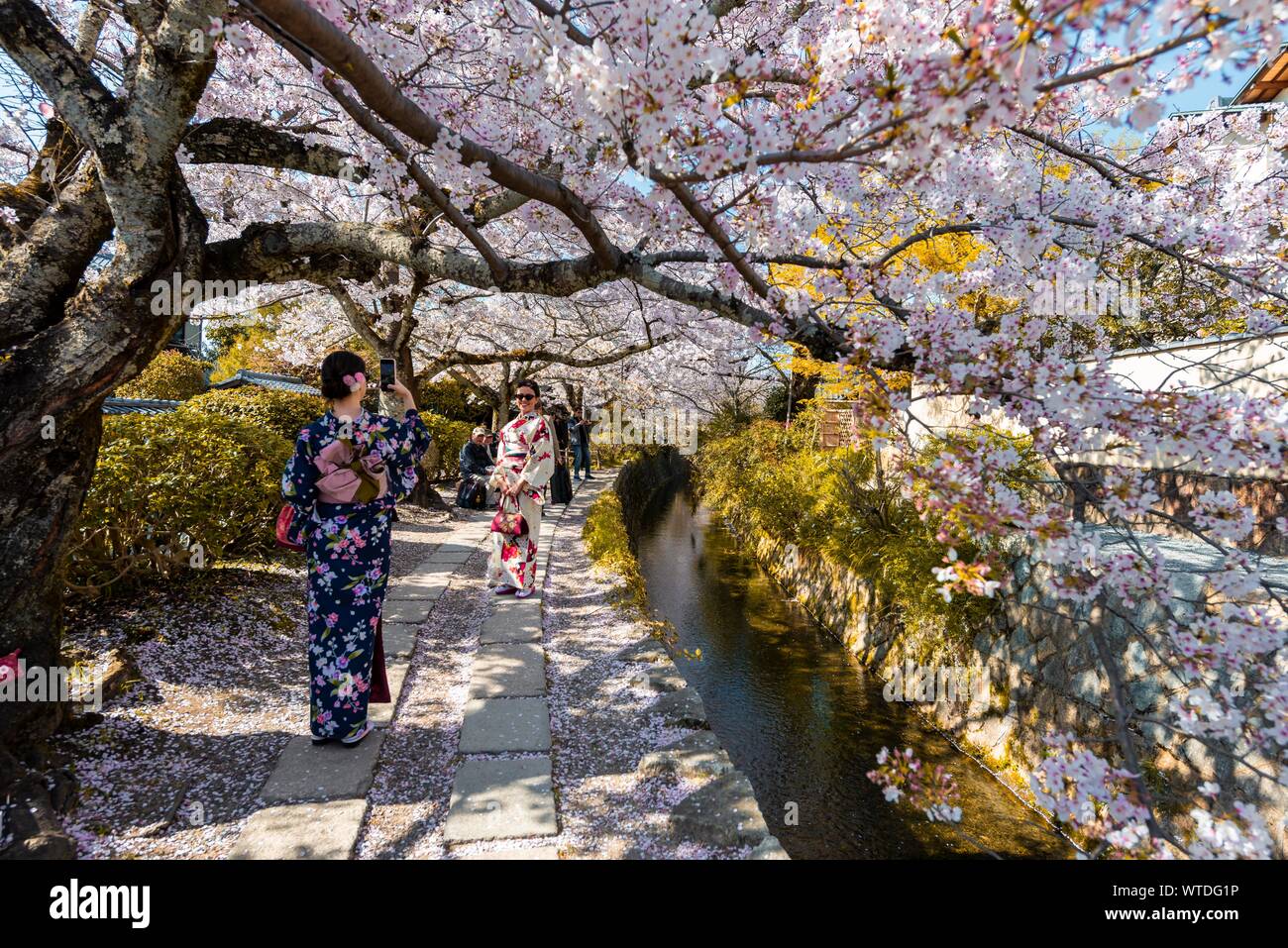 Fussweg entlang eines Kanals, Kirschblüten im Frühling, der Philosoph Pfad oder Tetsugaku no Michi, Kyoto, Japan Stockfoto