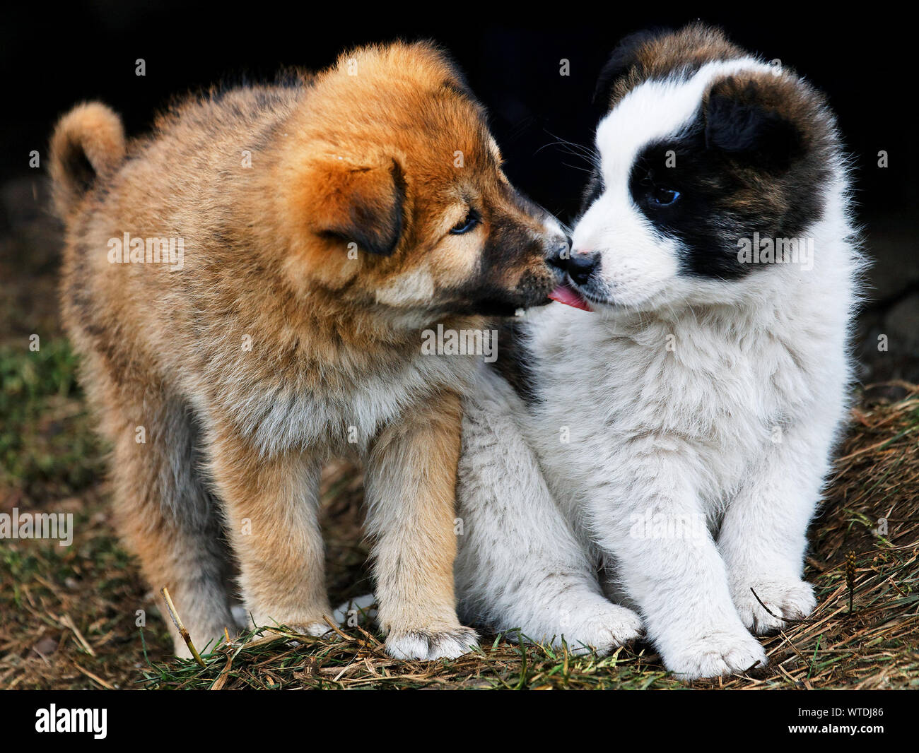 Hunde Küssen auf Feld Stockfotografie - Alamy