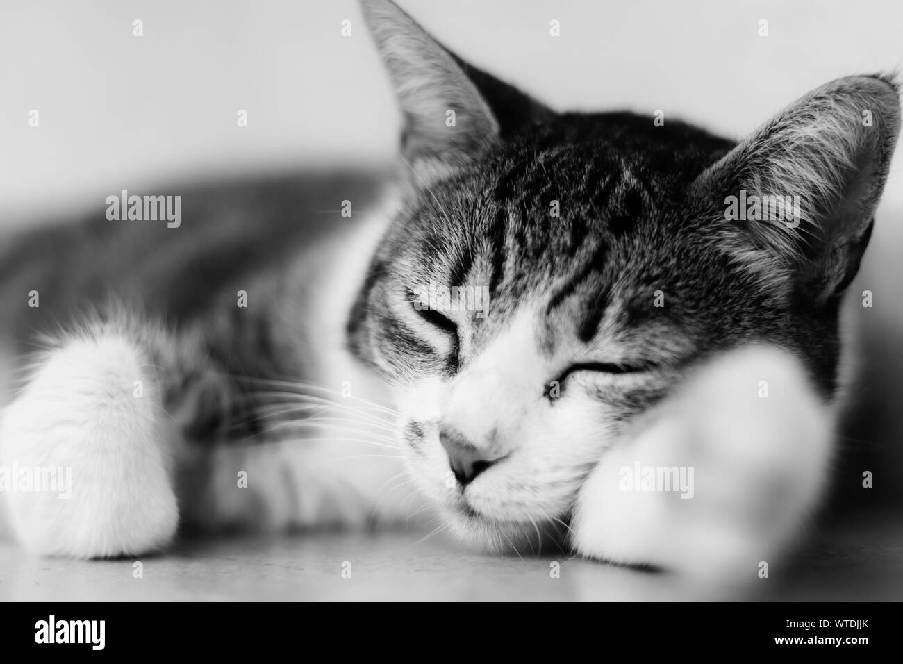 Schwarz-weiß Foto einer schlafenden Katze. Stockfoto