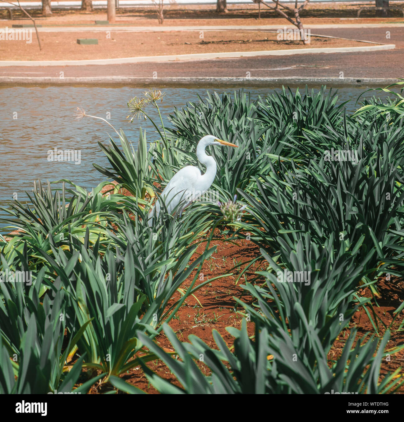 Foto von White Egret in einem Ort mit Wasser. Stockfoto