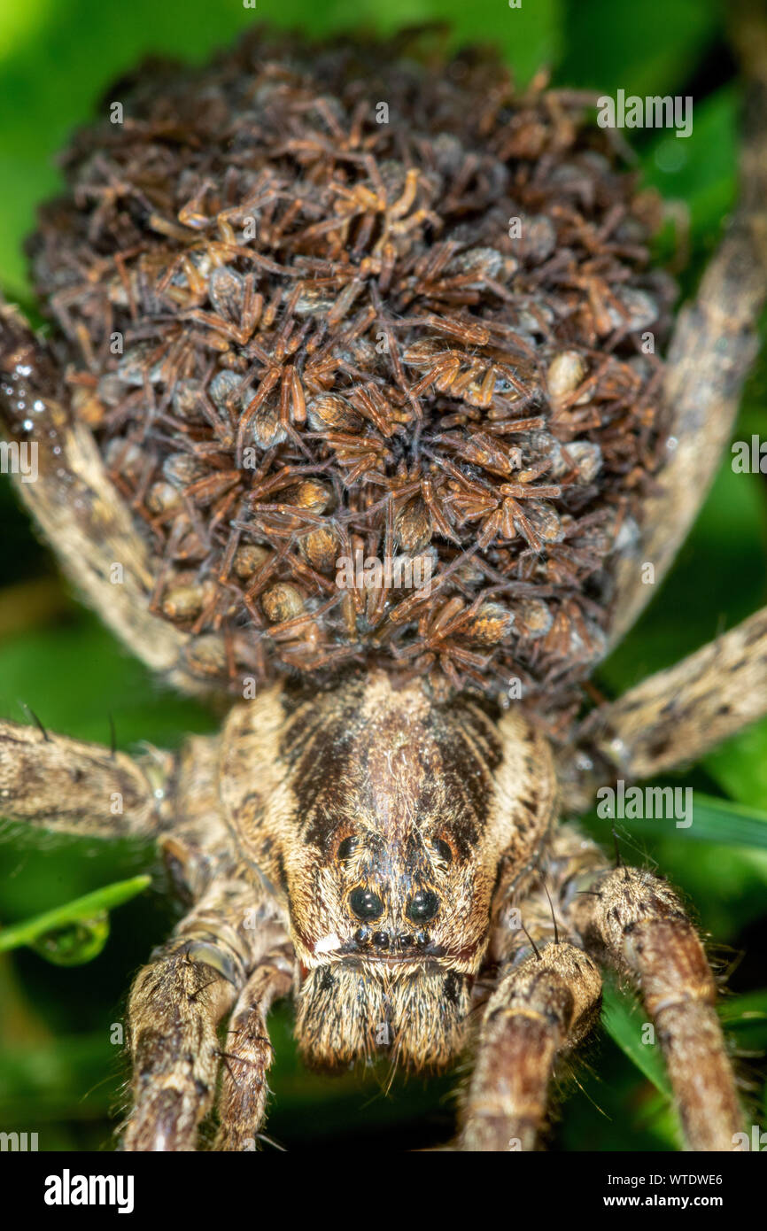 Nahaufnahme der weiblichen wolf spider Mit dem Nachwuchs auf der Rückseite Stockfoto
