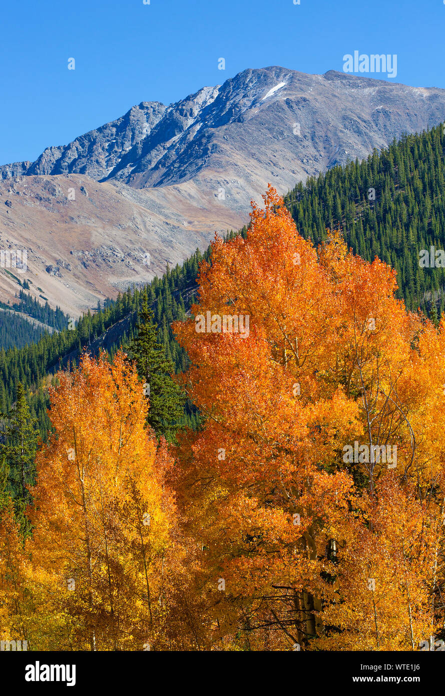 Aspen Bäume im Rocky Mountain in der Nähe von Independence Pass, Colorado Stockfoto