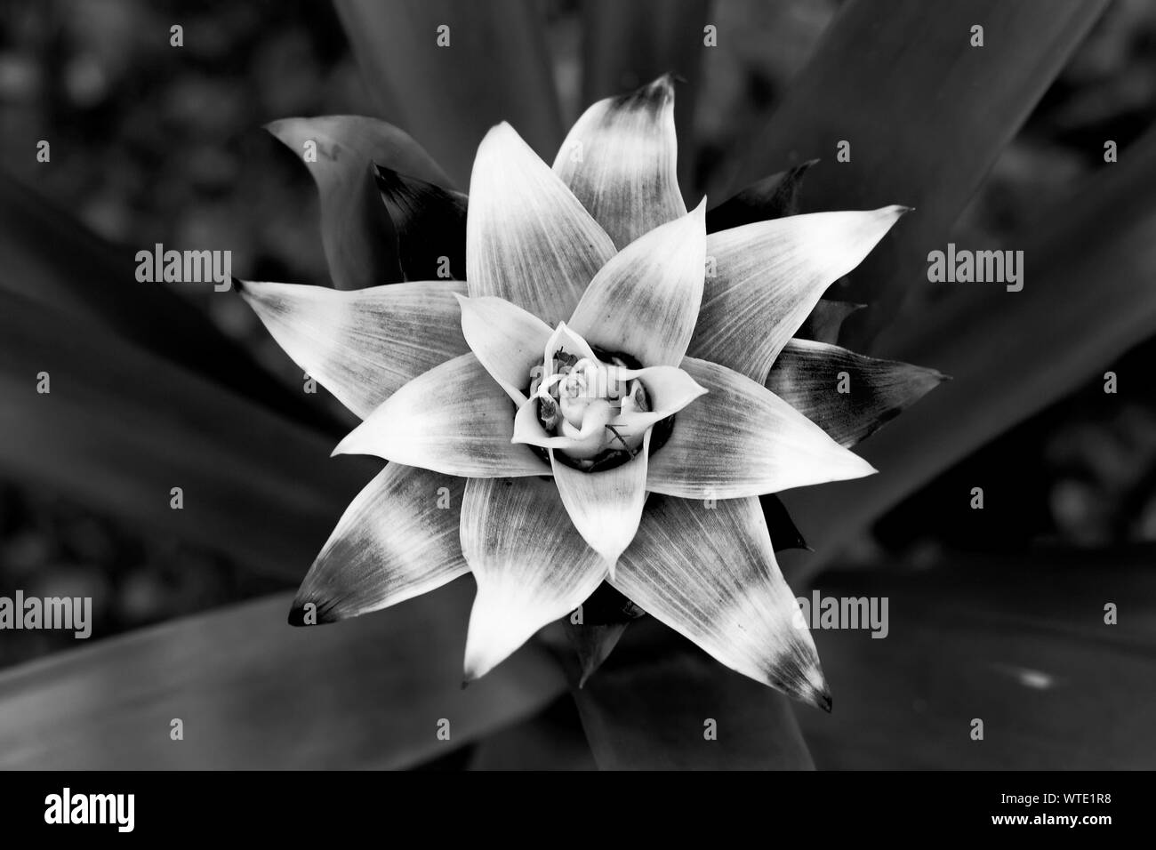 Weisse Blume Mit Dunkler Mitte Stockfotos Und Bilder Kaufen Alamy