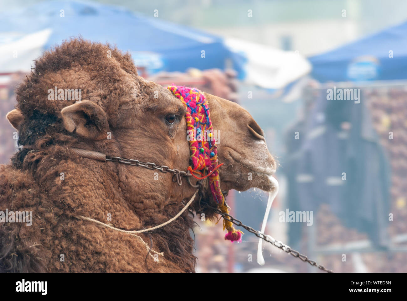 Kamel wrestling. Der traditionelle Sport von Camel Spiele. Close-up. Stockfoto