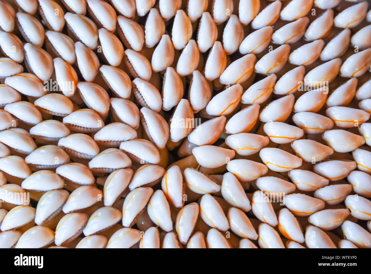 Cowrie oder cowry Shells für die Dekoration Kleidung verwendet. Textur. Stockfoto