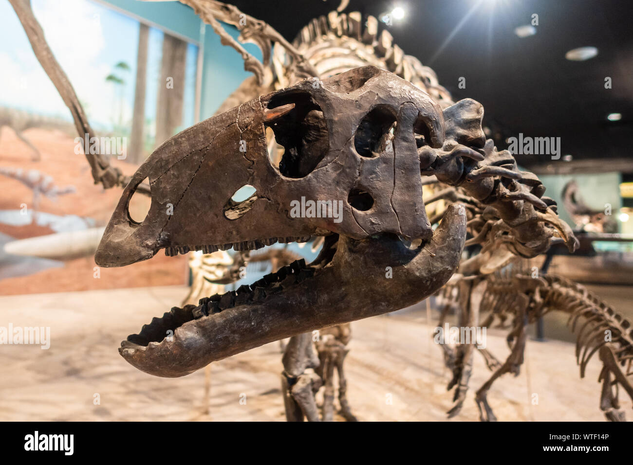 Dinosaurierskelett in einer paläontologischen Ausstellung an der Akademie der Naturwissenschaften in Philadelphia. Stockfoto