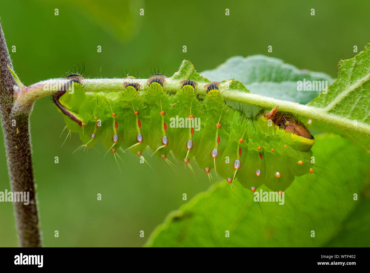 Polyphemus Moth-Antheraea polyphemus, Caterpillar von schönen grossen amerikanischen Motte. Stockfoto