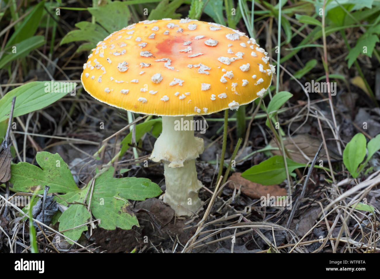 Eine Amanita muscaria Pilze wachsen auf den Waldboden. Diese Pilze haben für die halluzinogenen Eigenschaften im Laufe der Geschichte eingesetzt. Stockfoto