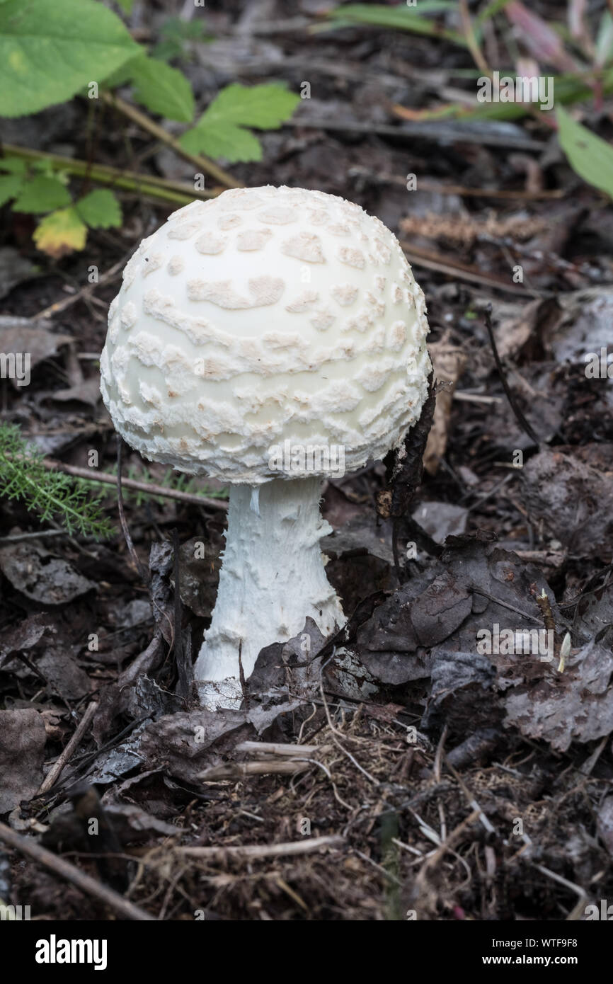 Eine Amanita muscaria Pilze wachsen auf den Waldboden. Diese Pilze haben für die halluzinogenen Eigenschaften im Laufe der Geschichte eingesetzt. Stockfoto