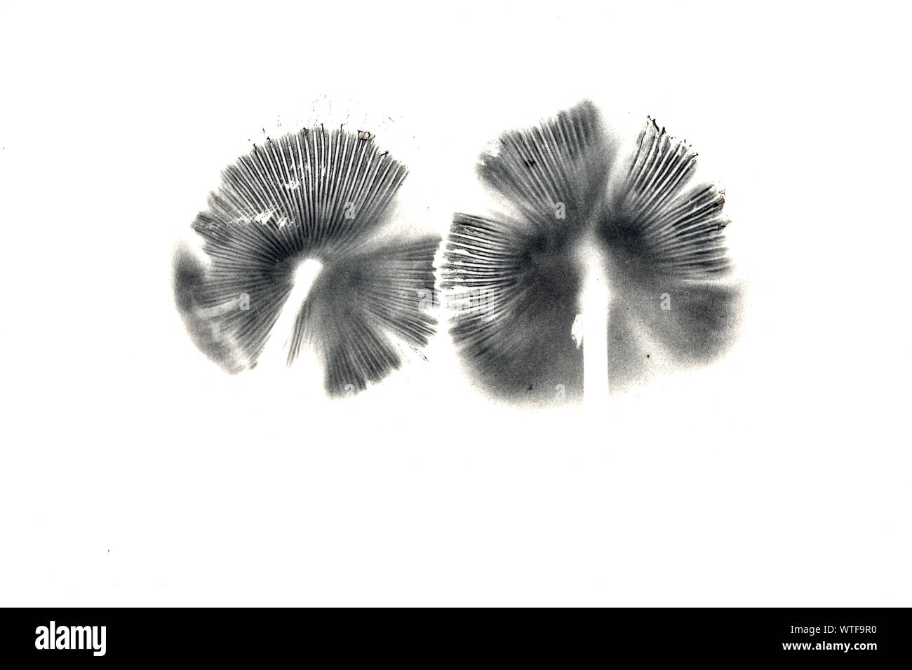 Zwei spore Drucke auf einem weißen Hintergrund. Spore Drucke sind ein nützliches Werkzeug für die Identifizierung der Pilze. Stockfoto