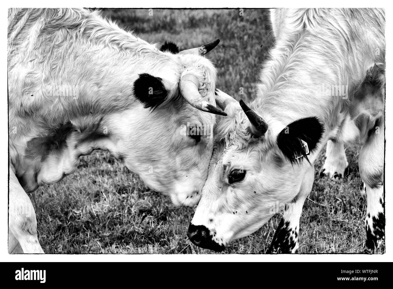 White Park Herde Wales Stockfoto
