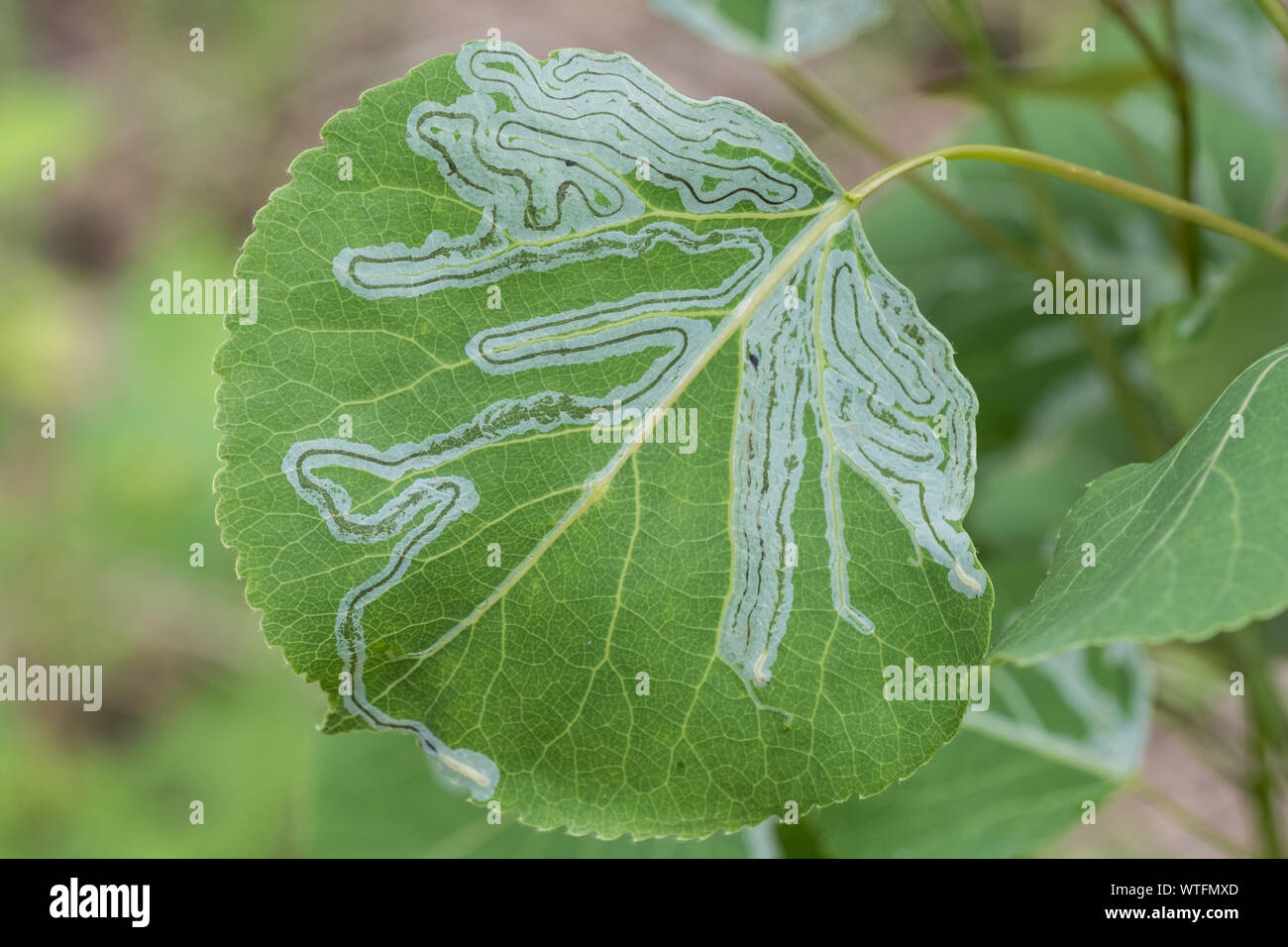 Die Wanderwege von einer Art von Insekten, die Larven ernähren sich die inneren Schichten eines zittern Aspen Leaf links. Stockfoto