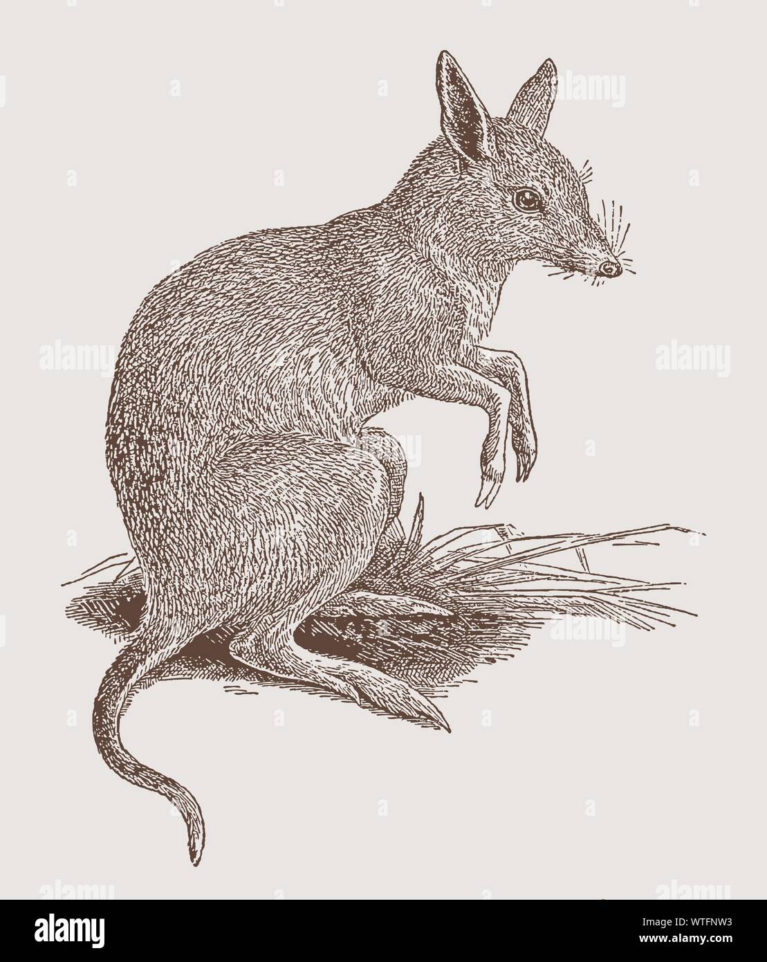 Chaeropus ausgestorben oder Schwein-footed bandicoot in der Seitenansicht. Abbildung: Nach einem Stich aus dem 19. Jahrhundert Stock Vektor