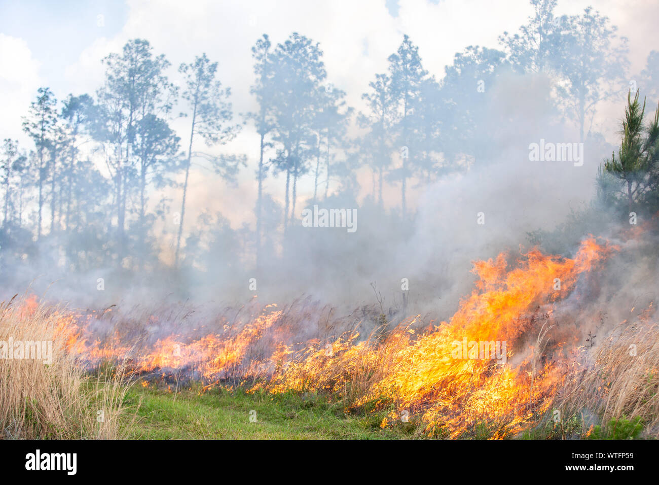 Vorgeschriebene brennen Ökosystem Gesundheit an der alten Florida Mitigation Bank in Pasco County, Florida, United States wiederherzustellen. Stockfoto