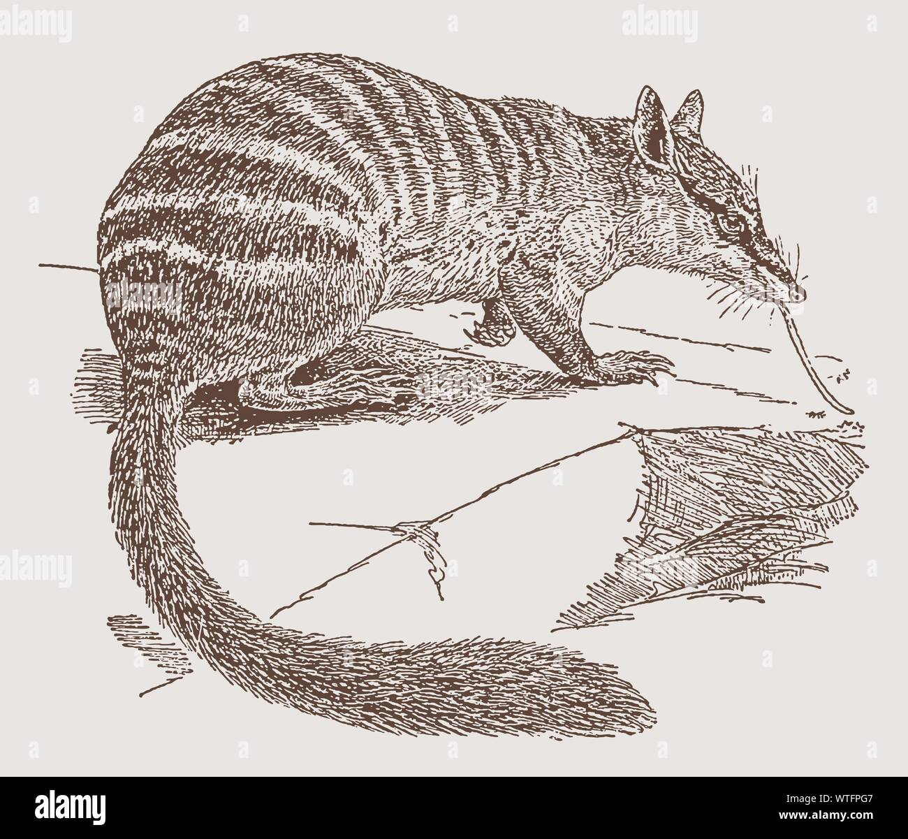 Endazngered numbat (myrmecobius fasciatus) fangen Insekten auf dem Boden mit seiner langen Zunge. Abbildung: Nach einem Stich aus dem 19. Jahrhundert Stock Vektor