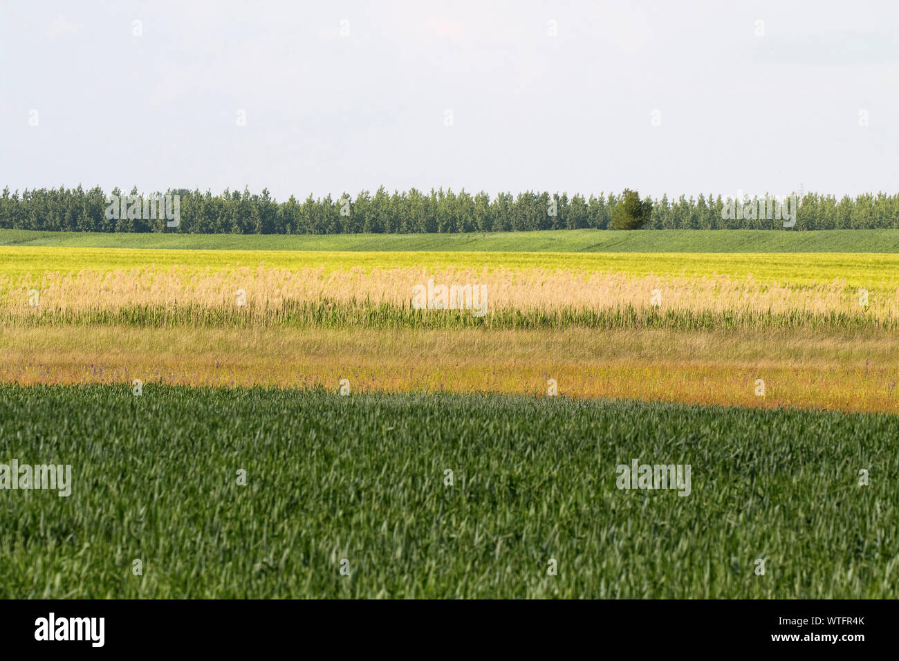 Woodland reedbed Getreide und puszta Grünland in der Nähe von Nationalpark Kiskunsag Tiszaalpar Ungarn Juni 2017 Stockfoto