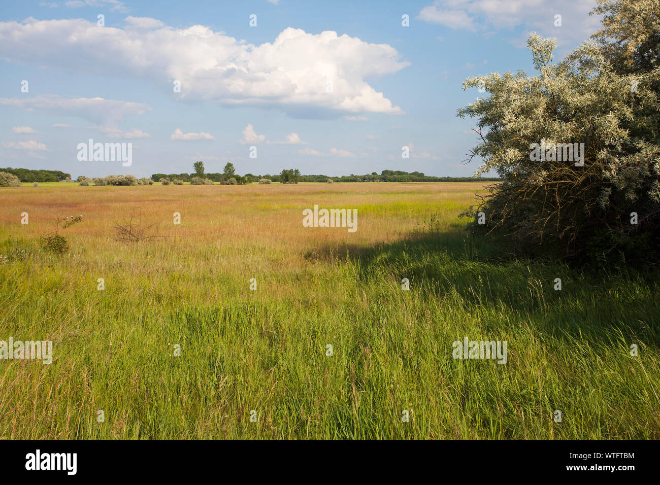 Puszta Grünland und Oleaster Elaeagnus angustifolia in der Nähe von Nationalpark Kiskunsag Tiszaalpar Ungarn Juni 2017 Stockfoto