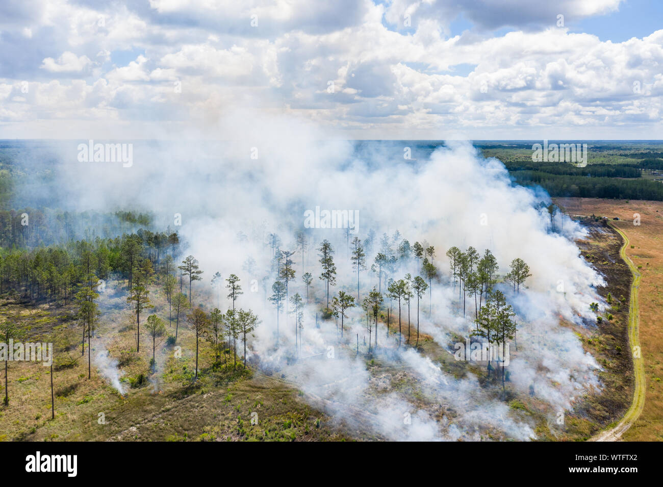 Vorgeschriebene brennen Ökosystem Gesundheit an der alten Florida Mitigation Bank in Pasco County, Florida, United States wiederherzustellen. Stockfoto