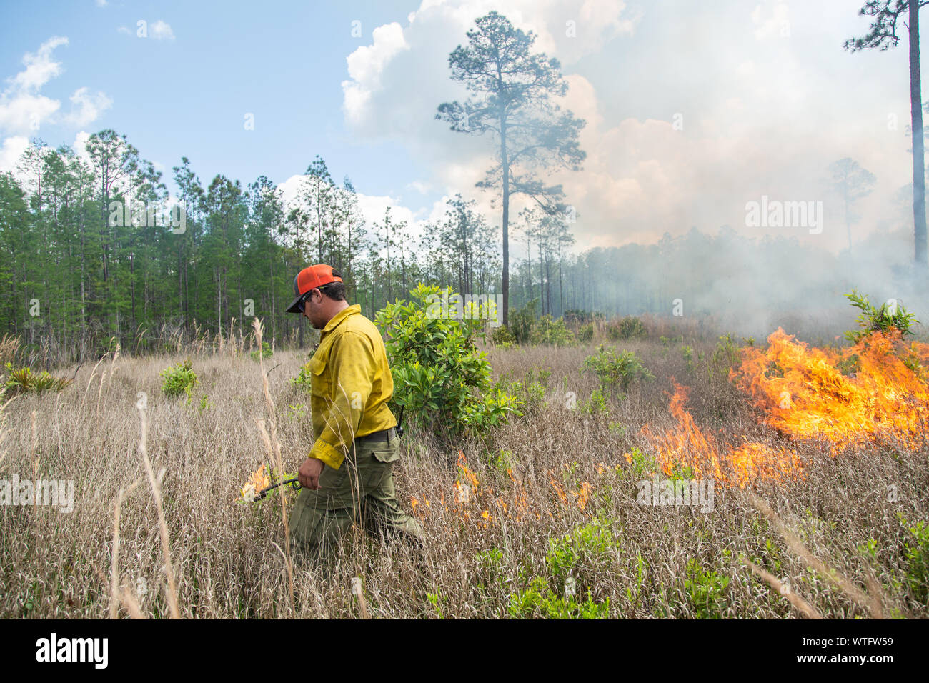 Vorgeschriebene brennen Ökosystem Gesundheit an der alten Florida Mitigation Bank in Pasco County, Florida, United States wiederherzustellen. Stockfoto