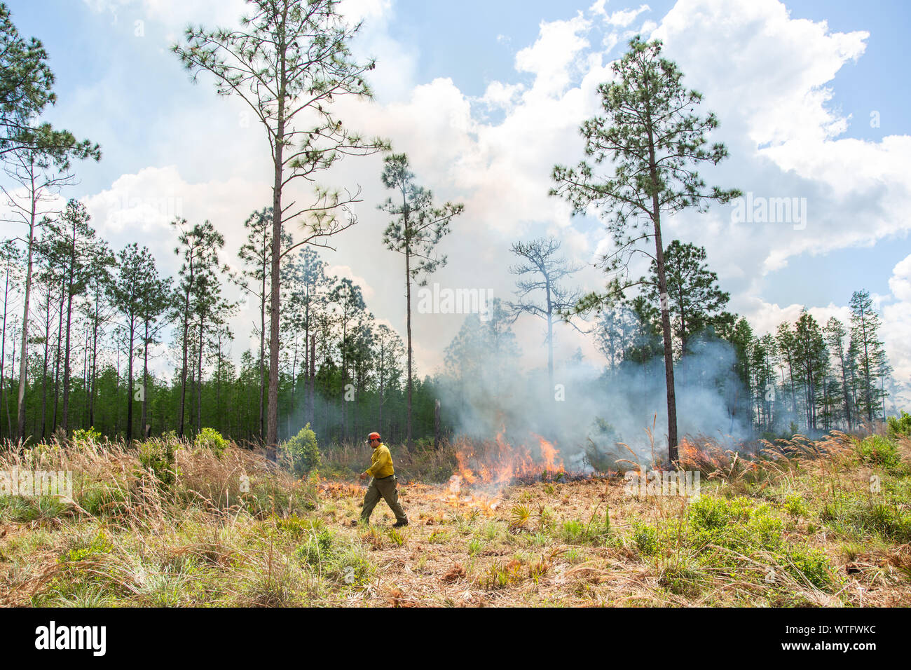 Vorgeschriebene brennen Ökosystem Gesundheit an der alten Florida Mitigation Bank in Pasco County, Florida, United States wiederherzustellen. Stockfoto