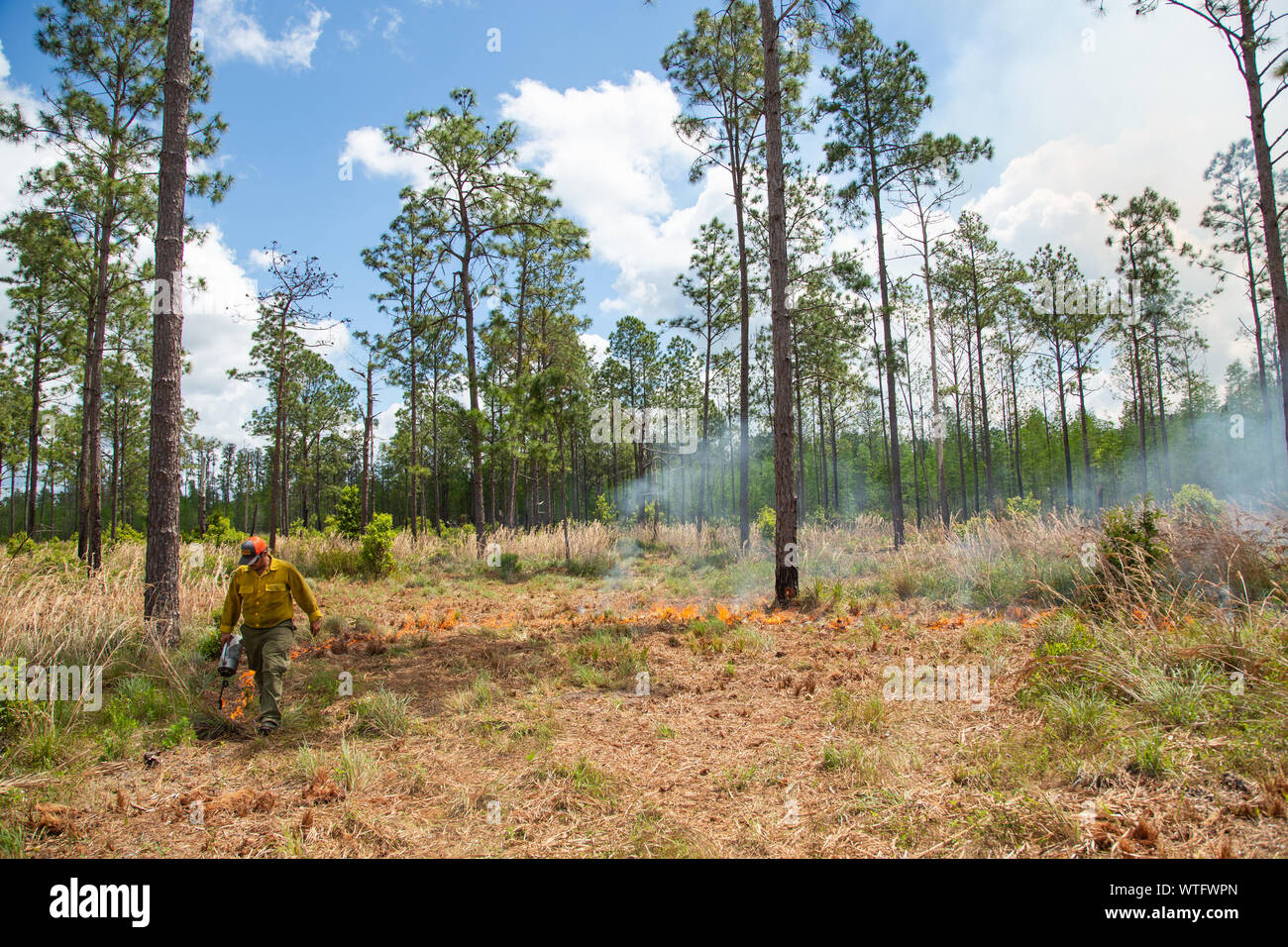 Vorgeschriebene brennen Ökosystem Gesundheit an der alten Florida Mitigation Bank in Pasco County, Florida, United States wiederherzustellen. Stockfoto