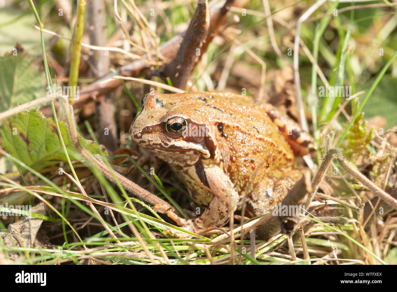 Grasfrosch (Rana temporaria) erwachsenen Tier, Großbritannien Stockfoto